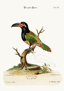 Le Toucan Vert, 1749-73